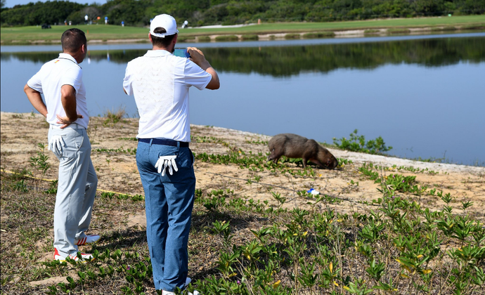 Capivara chama atenção em treino no campo olímpico de golfe (Foto: Reprodução/Internet)