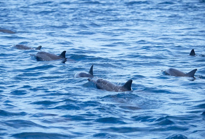 Ondas não apareceram, mas os golfinhos deram o ar de sua graça nas Ilhas Fiji (Foto: Divulgação/WSL)