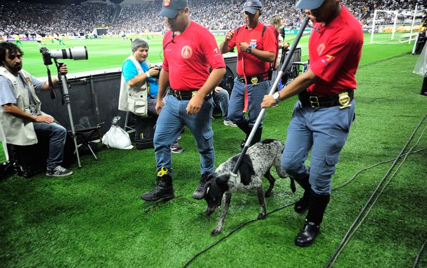 cachorro invasão CORINTHIANS X CORITIBA (Foto: Marcos Ribolli)