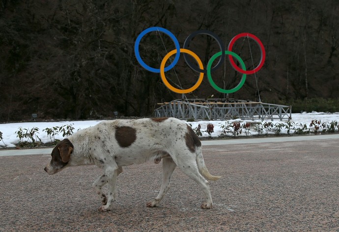 cachorro sochi (Foto: Getty Images)