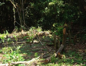 Árvores são cortadas sem autorização no terreno que pode abrigar autódromo de Deodoro (Foto: Reprodução)