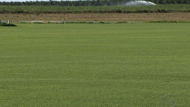 Grama é prodizida em Neópolis, Sergipe (Foto: Reproduçao/TV Sergipe)