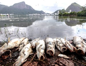 remo Lagoa peixes mortos (Foto: Pedro Kirilos / Agência O Globo)