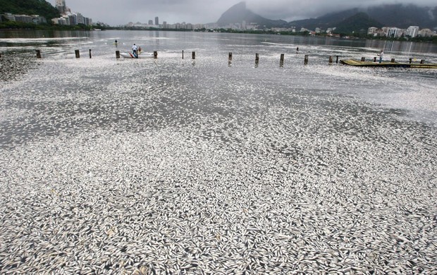 remo Lagoa peixes mortos (Foto:  Hudson Pontes / Agência O Globo)