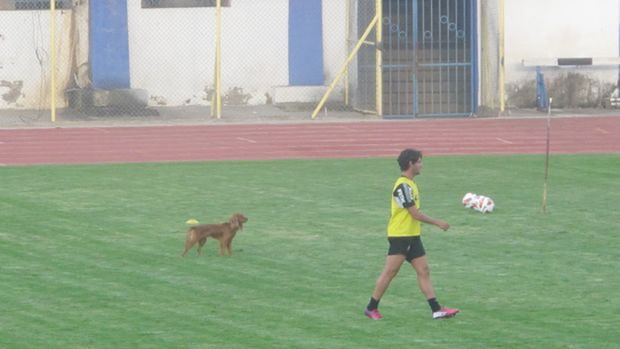 pato cachorro corinthians (Foto: Diego Ribeiro)